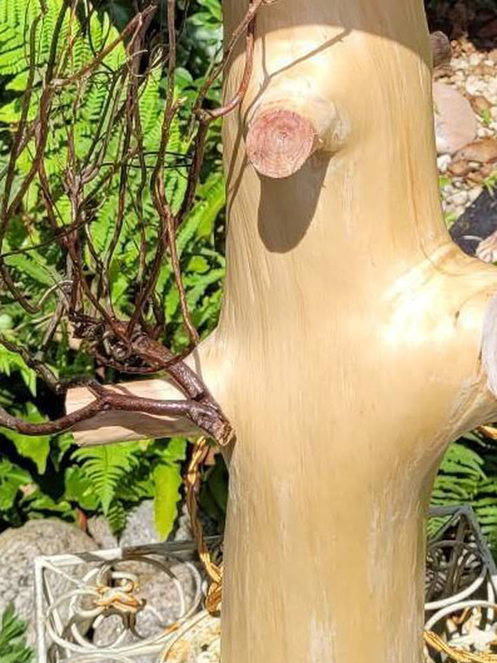 Détail d'un tronc de bois flotté poncé